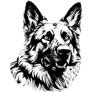 German Shepherd Portrait