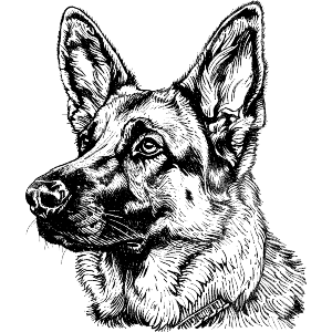German Shepherd Side Profile