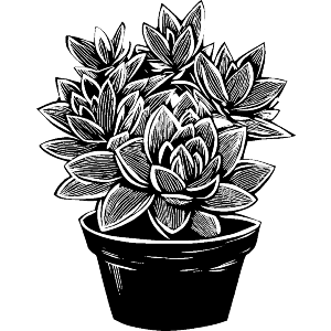 Pot of Succulents