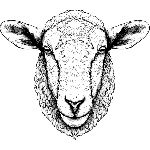 Sheep Head