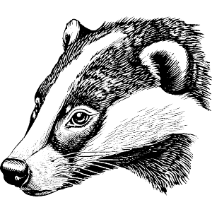 Badger Portrait Side View