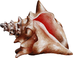 Conch Shell
