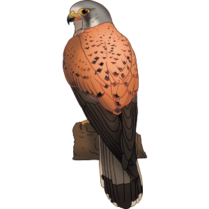 Perched Kestrel