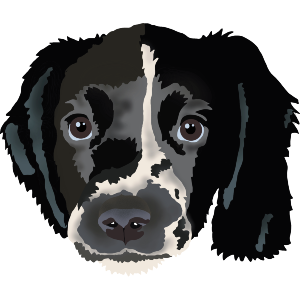Springer Spaniel Puppy