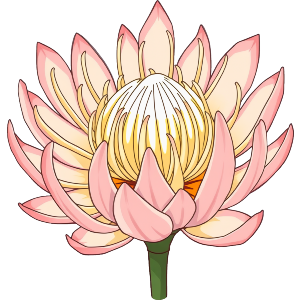 Protea Flower