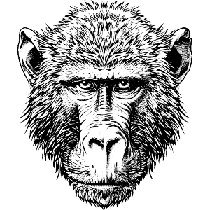 Baboon Head