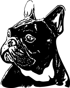 French Bulldog Head