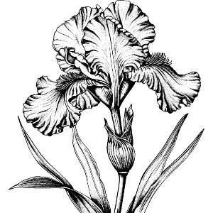 Iris Flower
