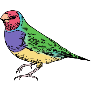 Gouldian Finch