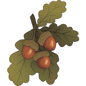 Acorns and Oak Leaves