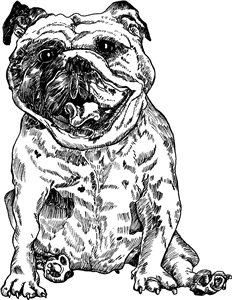 Smiling English Bulldog