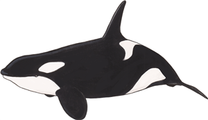 Killer Whale