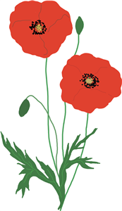 Poppies with buds and foliage 