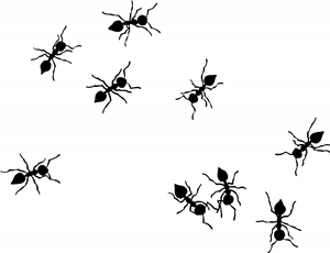 Swarming Ants