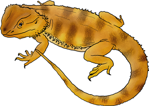 Bearded Dragon