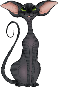 Devon Rex Cat
