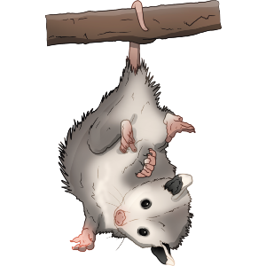 Baby Possum Hanging