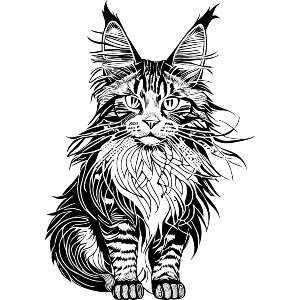 Maine Longhair Cat
