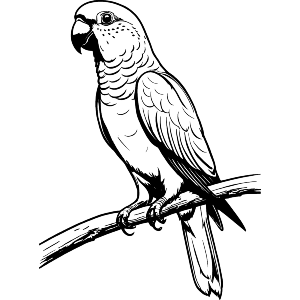 Australian King Parrot