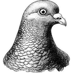 Vintage Dove Portrait