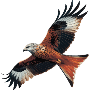 Red Kite Bird Of Prey