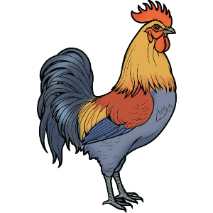 Colorful Cockerel