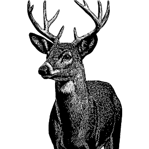 Male Deer