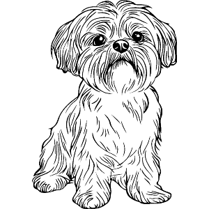 Shih Tzu Dog Sitting