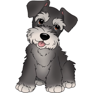 Schnauzer Puppy