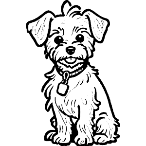 Yorkie Poo Dog