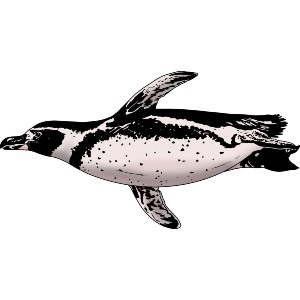 Swimming African Penguin