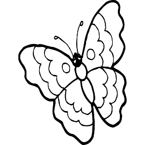 Nice Flying Butterfly