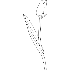 Elegant Tulip Bloom