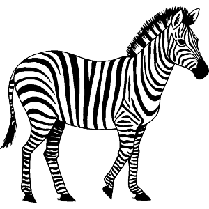 Zebra