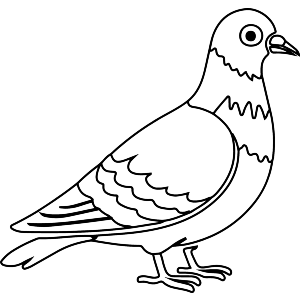 Common Pigeon