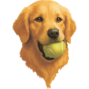 Golden Retriever Dog With A Tennis Ball