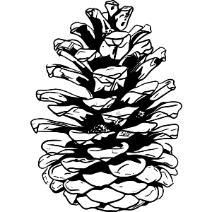 Pine Cone