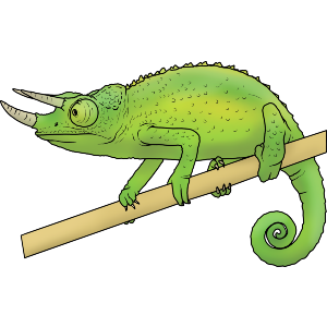 Jacksons Chameleon