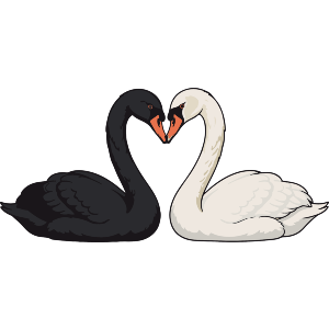 Romantic Swan Couple