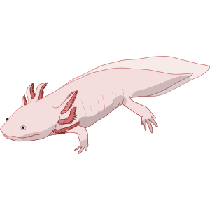 Long Axolotl