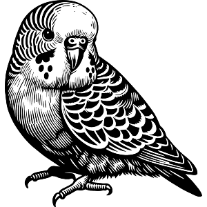 Pet Budgerigar