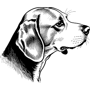 Beagle Dog