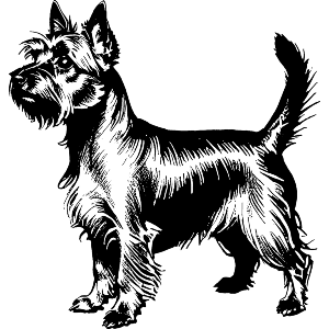 Silky Terrier Dog