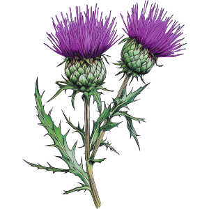 Thistle