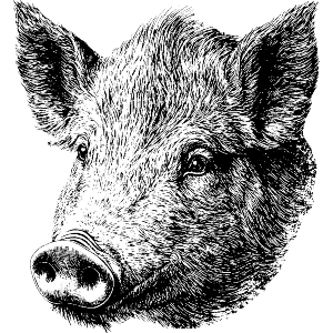 Wild Boar Portrait