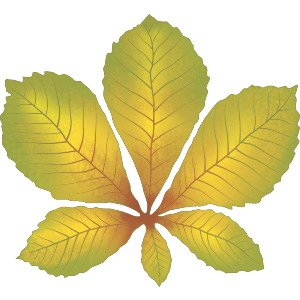 Autumn Chestnut Leaf