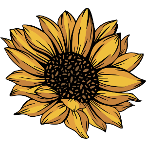 Yellow Sunflower