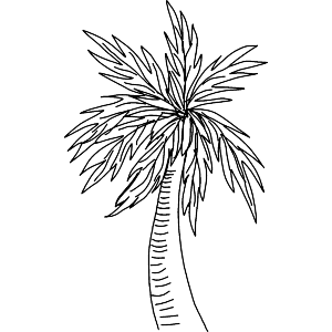 Palm tree