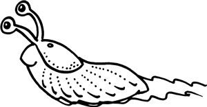 Slug
