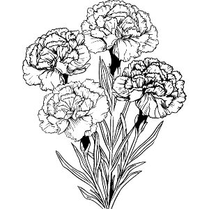 Carnation Flowers